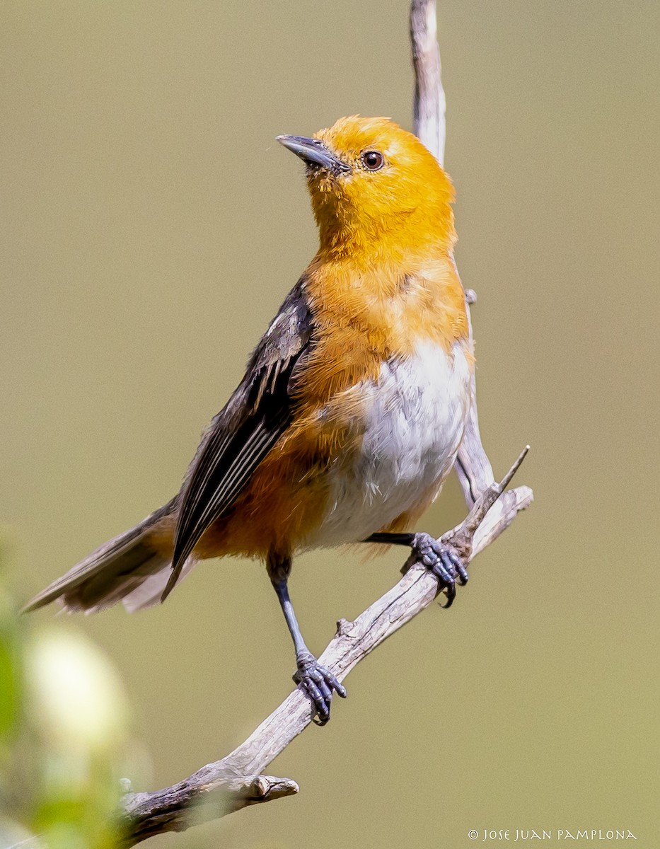 Rufous-chested Tanager - Jose Juan Pamplona