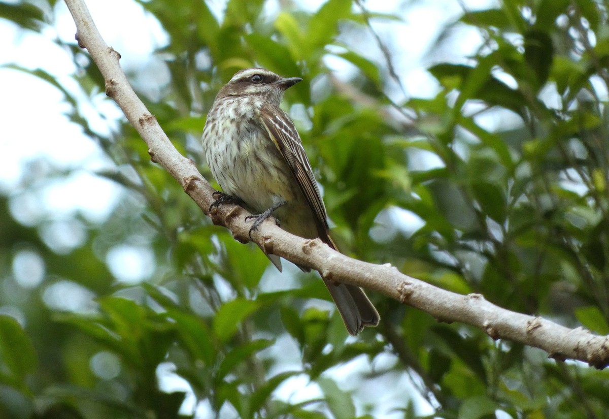 Streaked Flycatcher - ML503126231