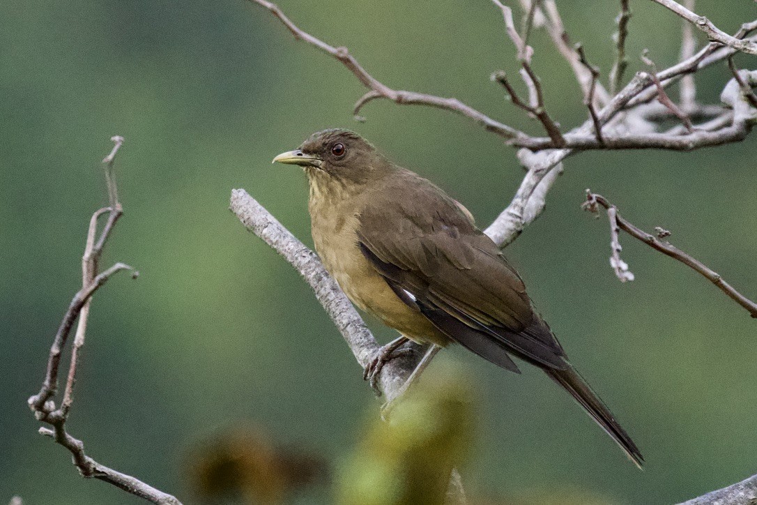 Clay-colored Thrush - ML503127171