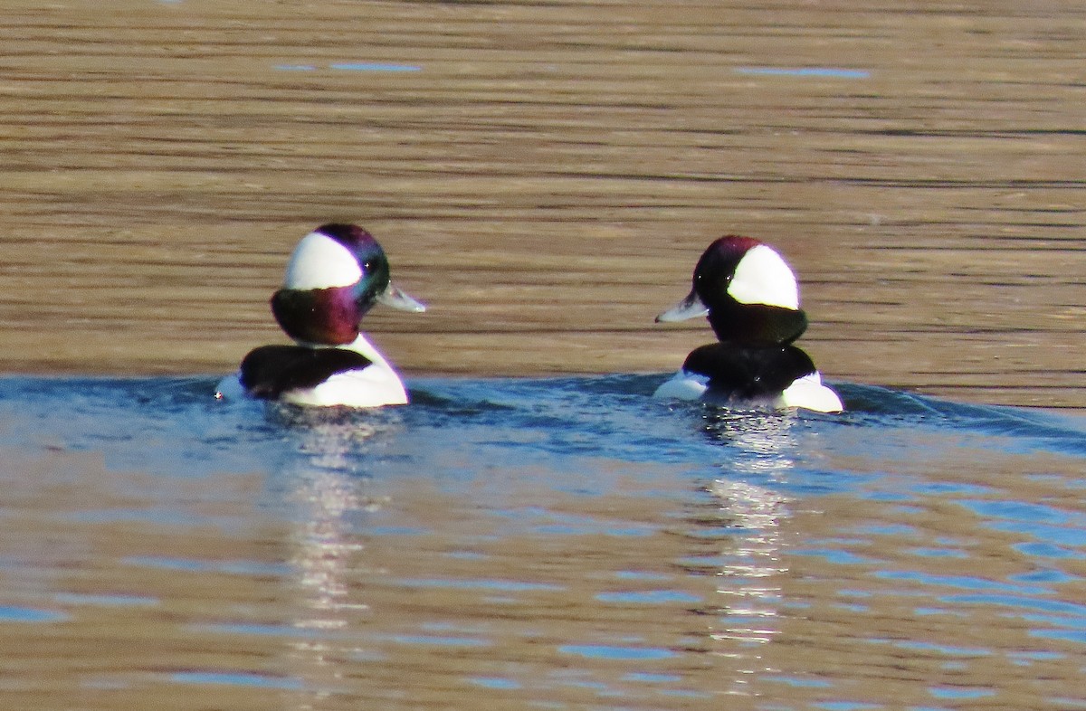 Bufflehead - ML503127311