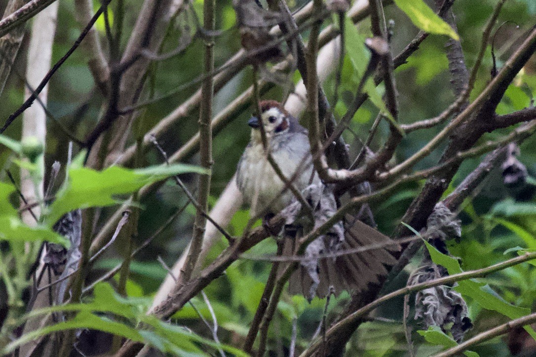 White-faced Ground-Sparrow - ML503127681