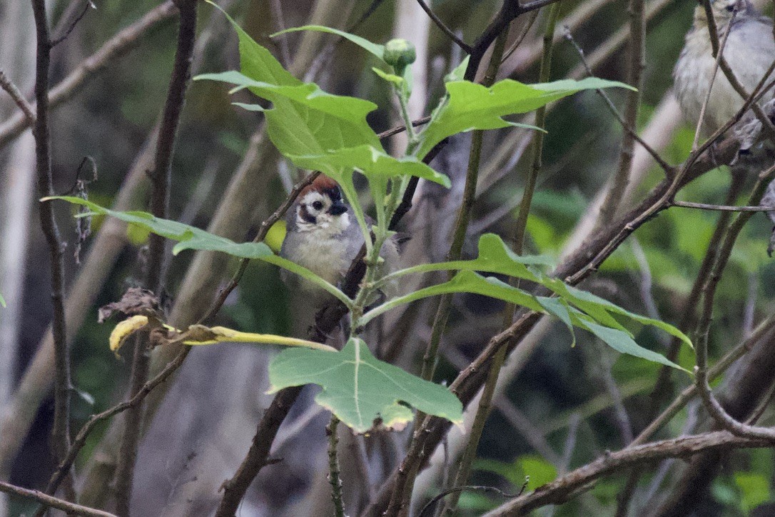 White-faced Ground-Sparrow - ML503127691