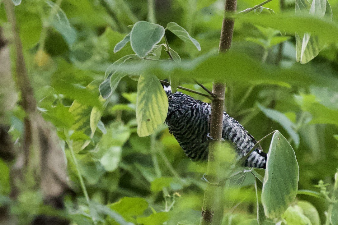 Barred Antshrike - ML503128231