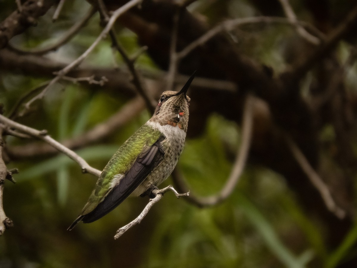 Anna's Hummingbird - Trevor Leitz