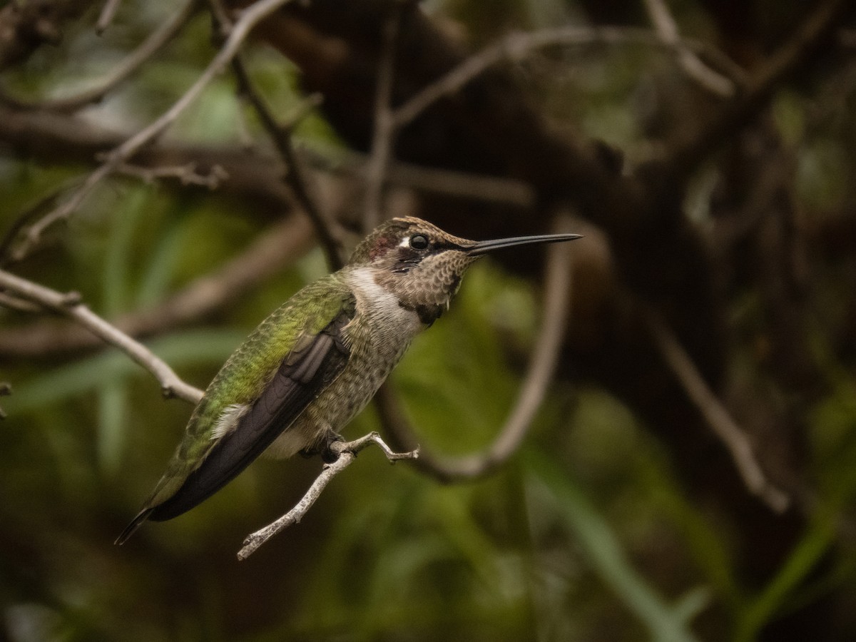 Anna's Hummingbird - Trevor Leitz