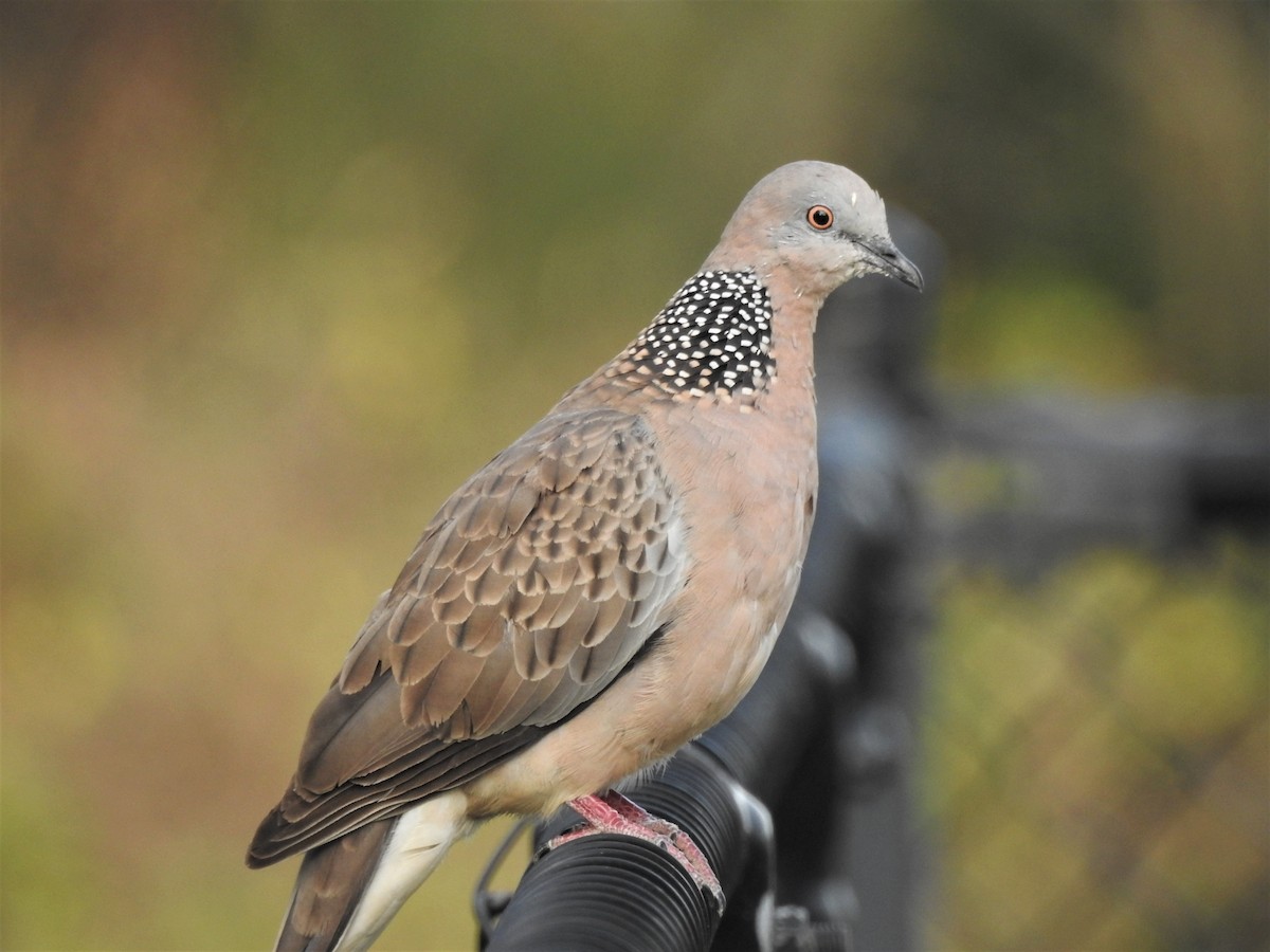 Spotted Dove - ML503130391