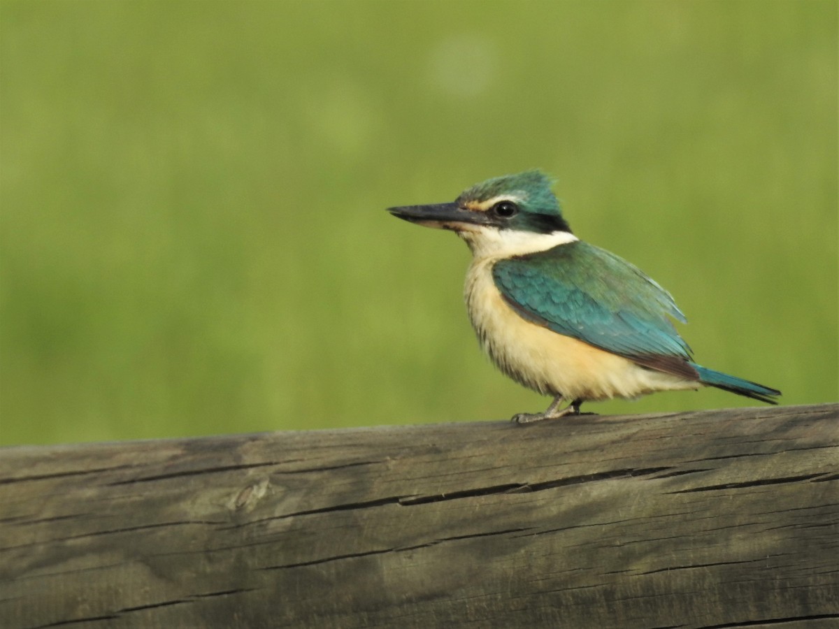 Sacred Kingfisher - Guy Castley