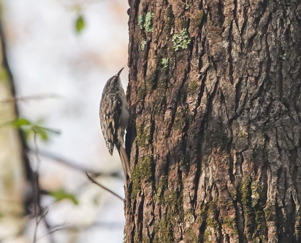 Brown Creeper - ML503132211