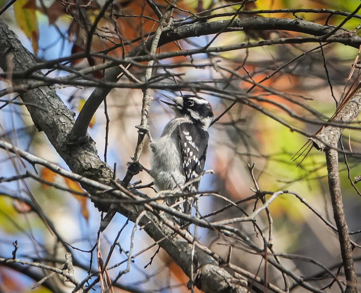 Downy Woodpecker - ML503132231