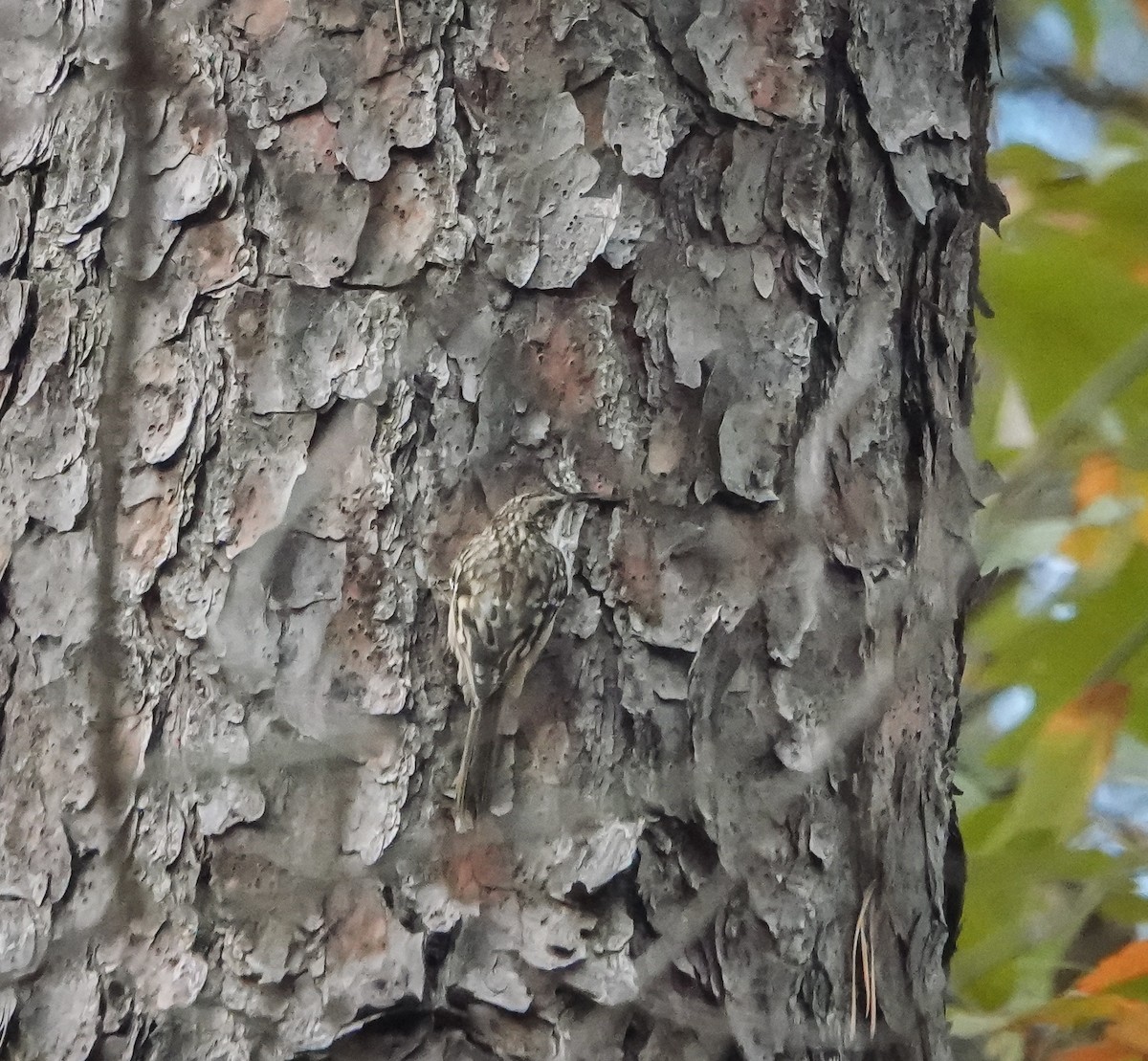 Brown Creeper - ML503132451