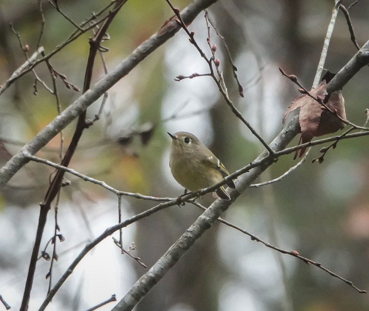 Ruby-crowned Kinglet - ML503132501