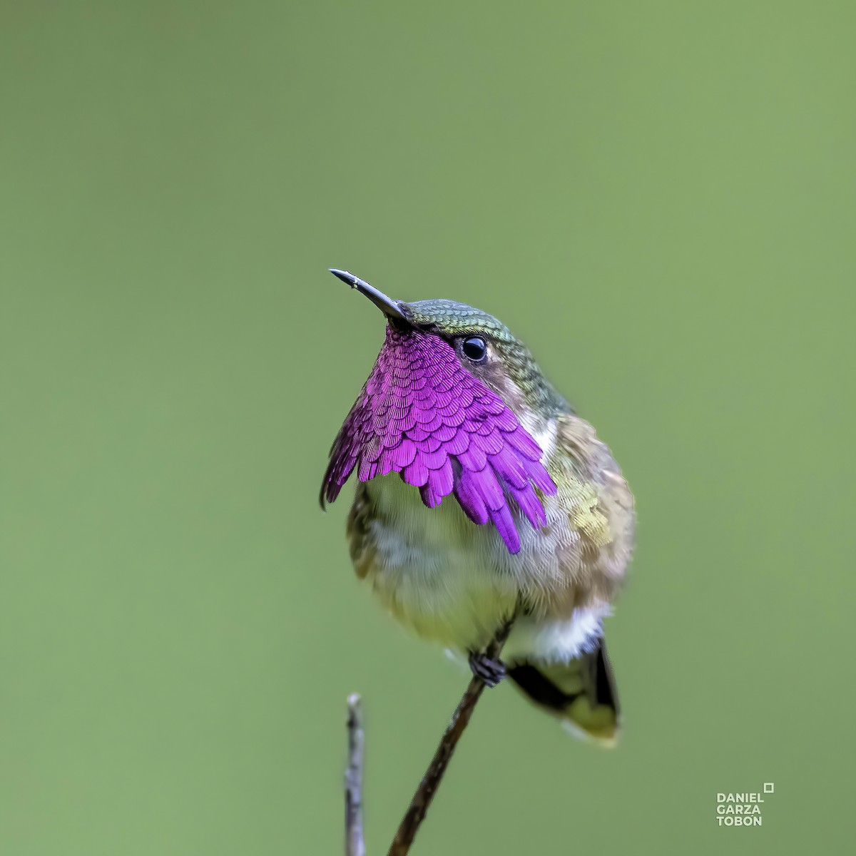 Wine-throated Hummingbird - Daniel  Garza Tobón