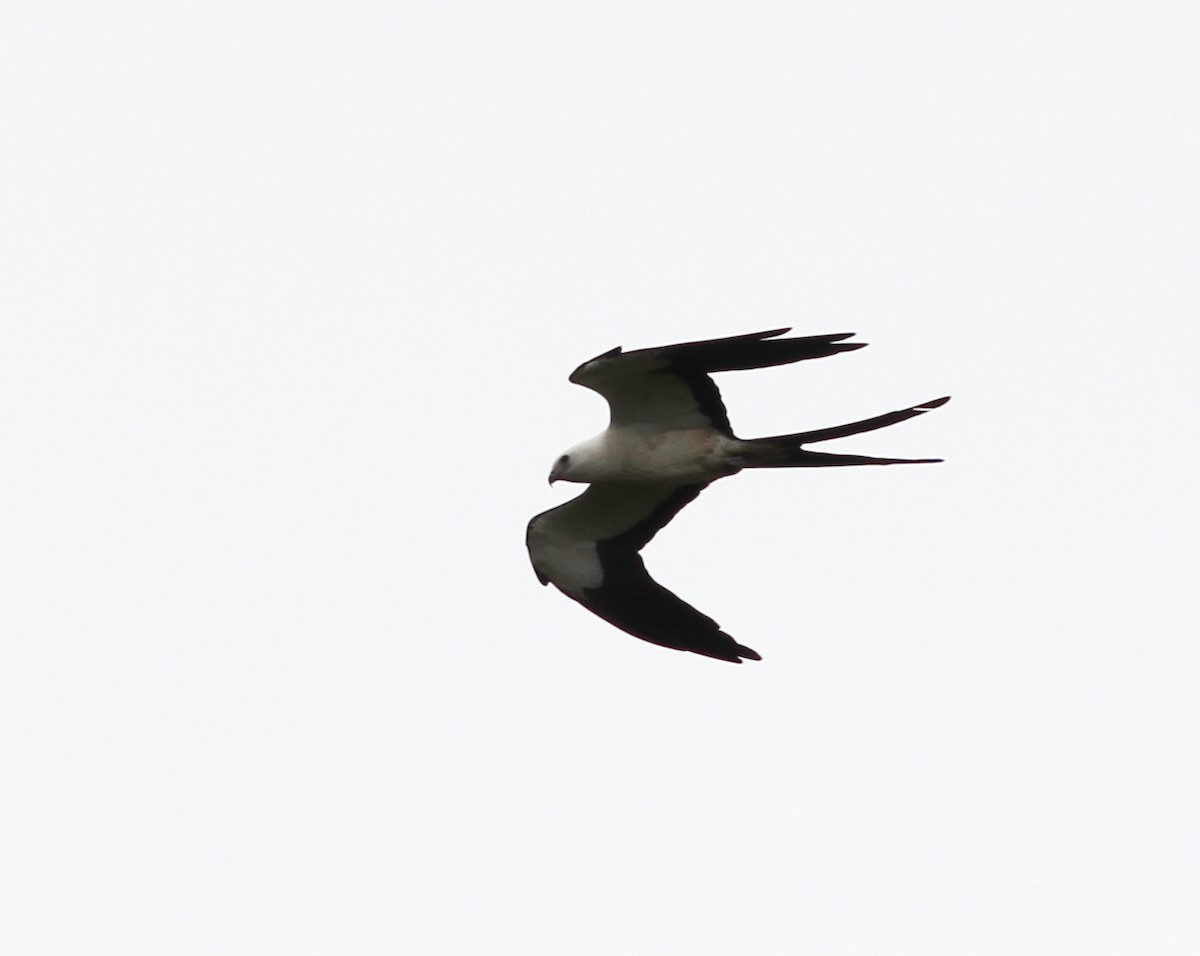 Swallow-tailed Kite - ML50313431