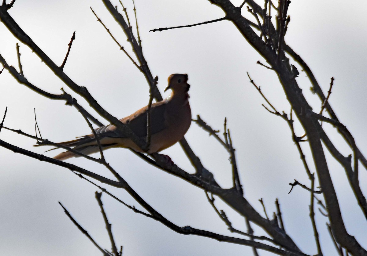 Mourning Dove - ML503134331