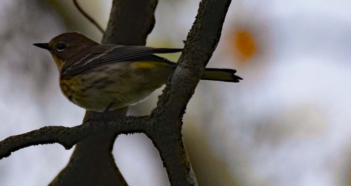 Yellow-rumped Warbler - ML503134821