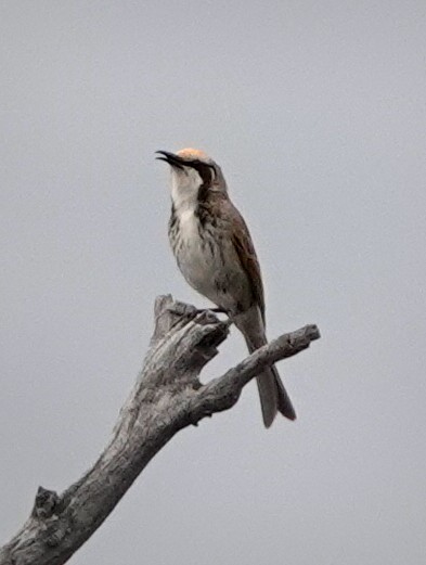 Tawny-crowned Honeyeater - ML503134861