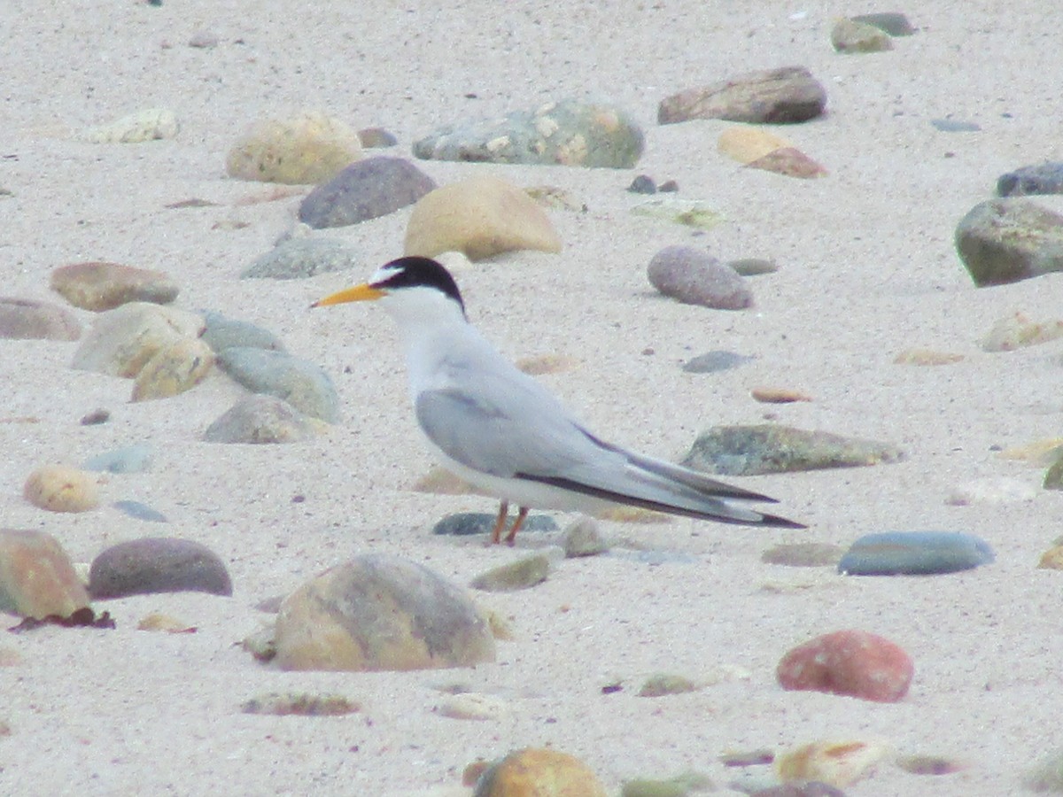 Least Tern - Jeremiah Griffith