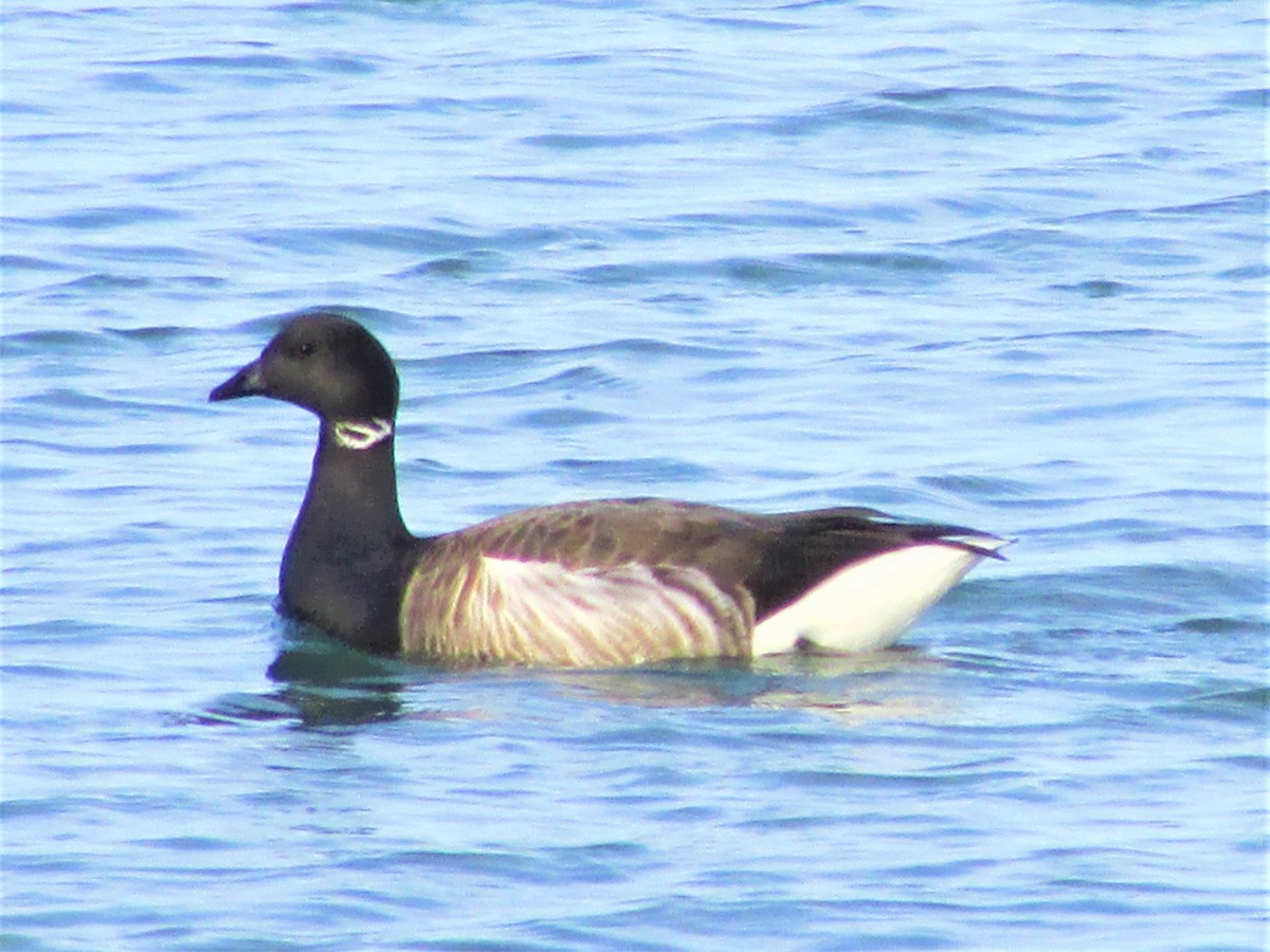 Brant - ML503136311