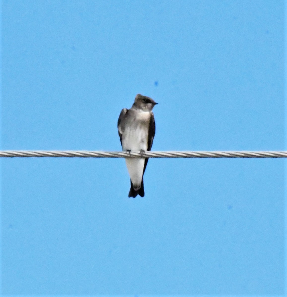 Northern Rough-winged Swallow - ML503137601