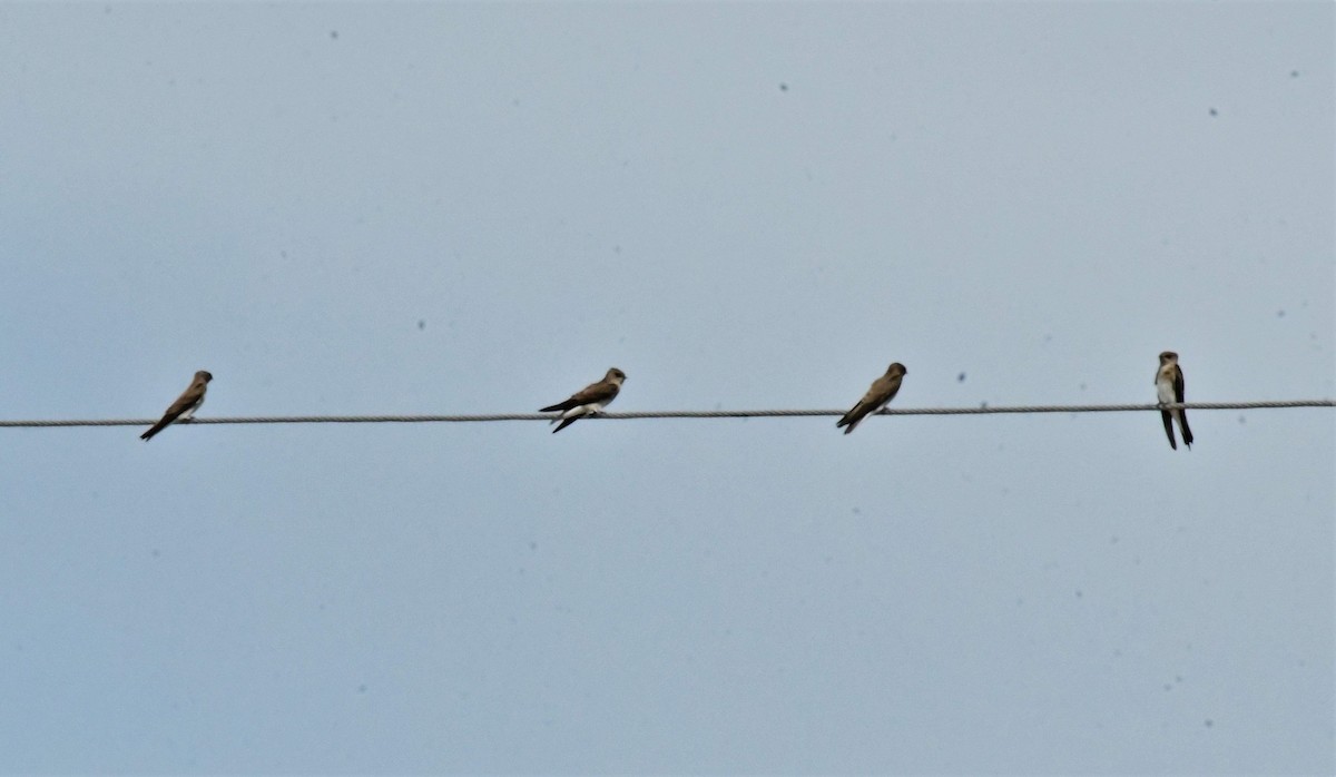 Northern Rough-winged Swallow - ML503137771