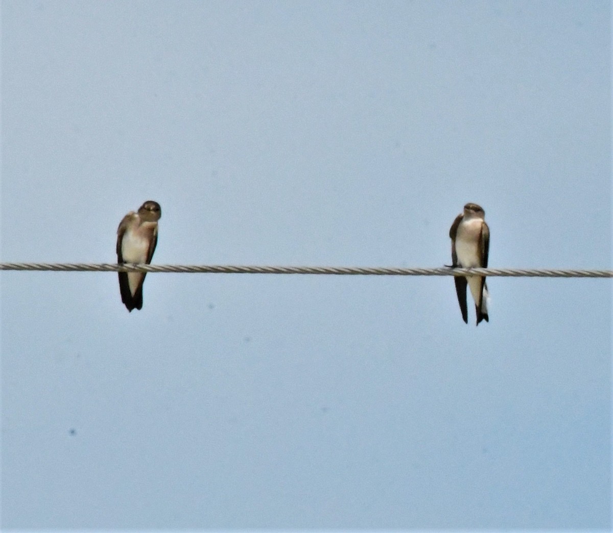 Northern Rough-winged Swallow - ML503137991