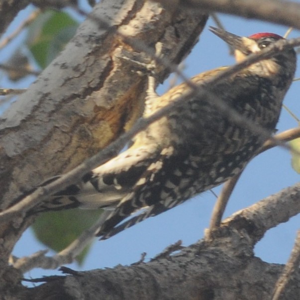 Yellow-bellied Sapsucker - ML503138191