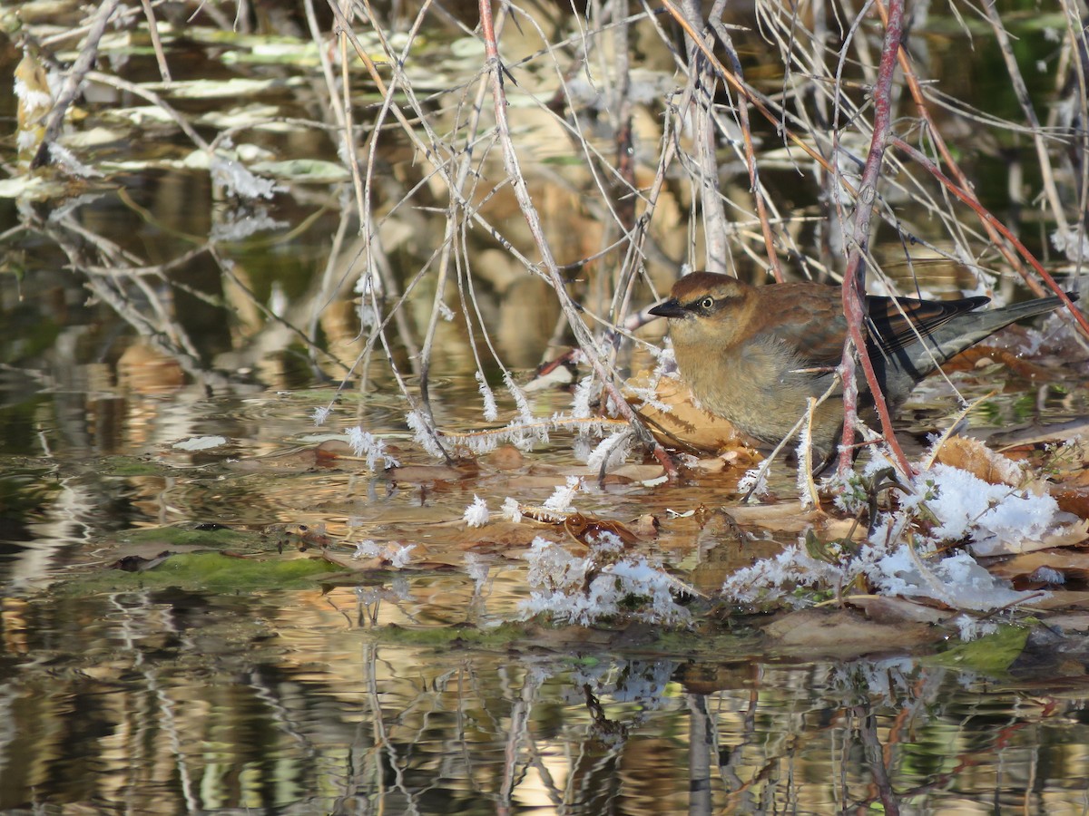 Rusty Blackbird - ML503142071