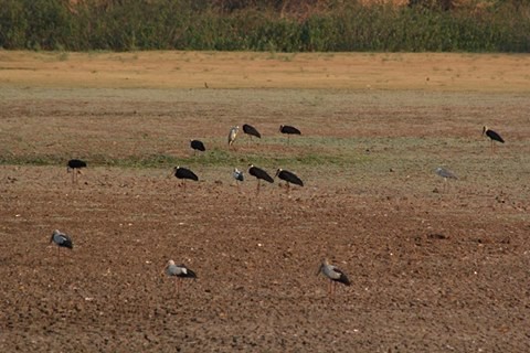 Asian Woolly-necked Stork - ML50314271