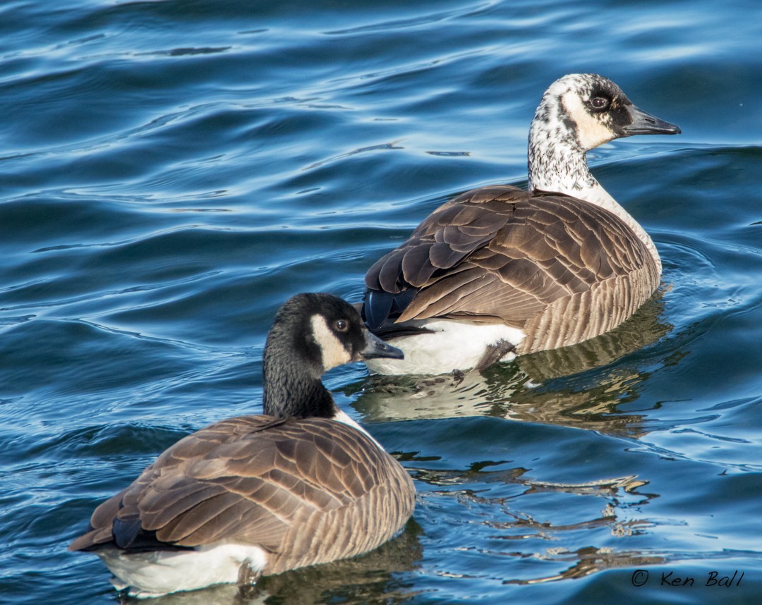 berneška velká - ML503144871