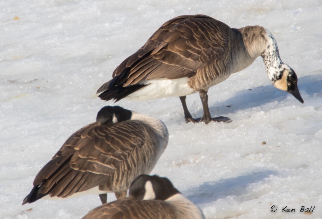 berneška velká - ML503144881