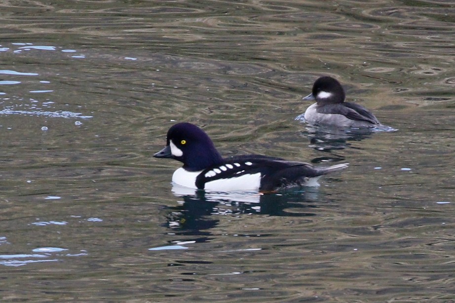 Barrow's Goldeneye - ML503145661