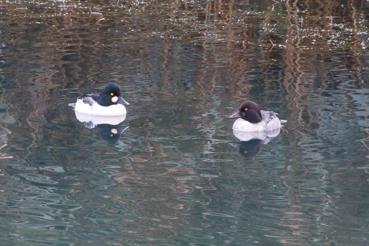 Common Goldeneye - Sean Smith