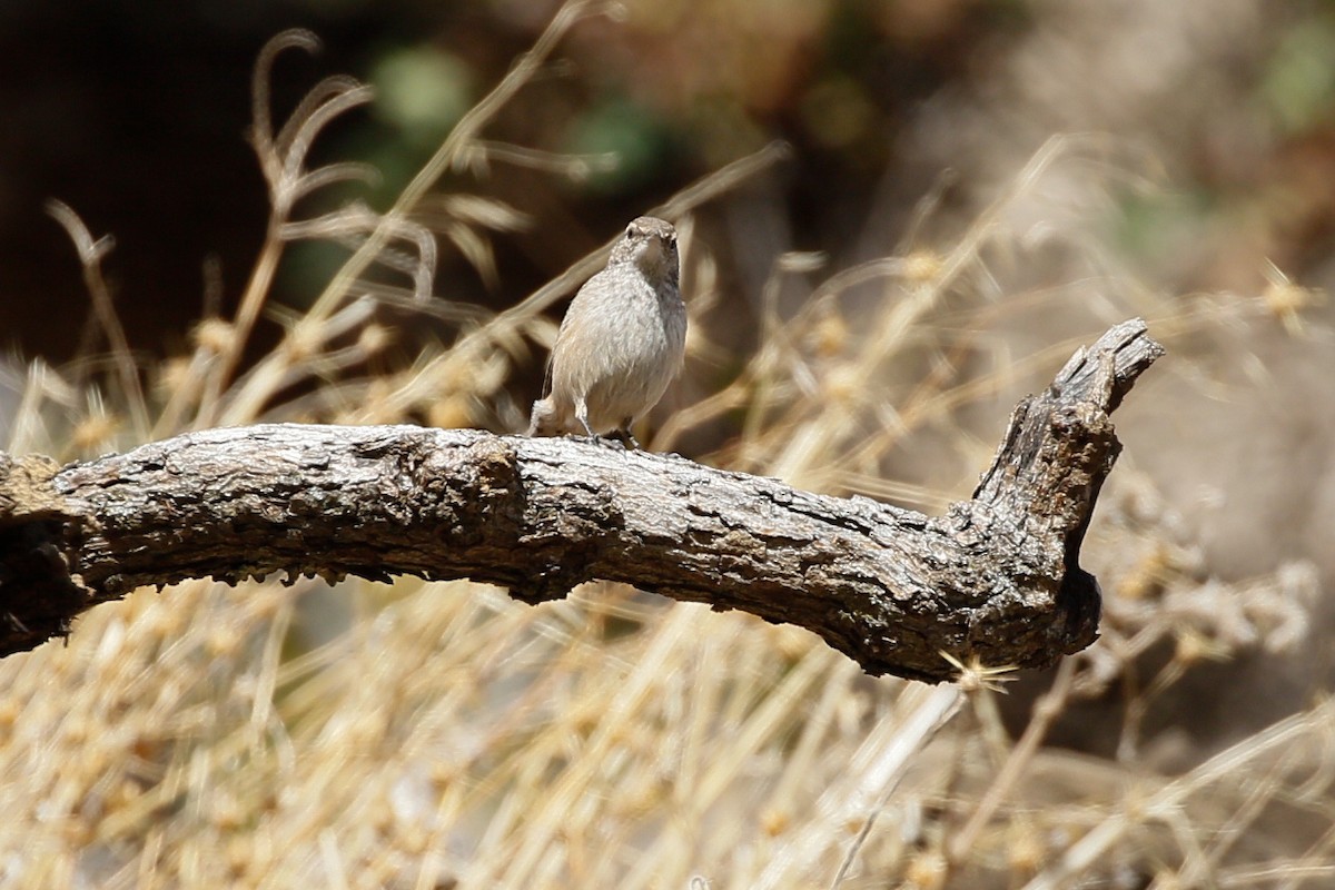 Rock Wren - Sean Smith