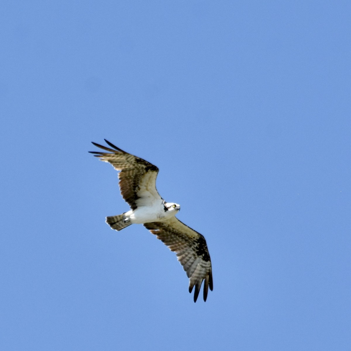 Águila Pescadora - ML503145911