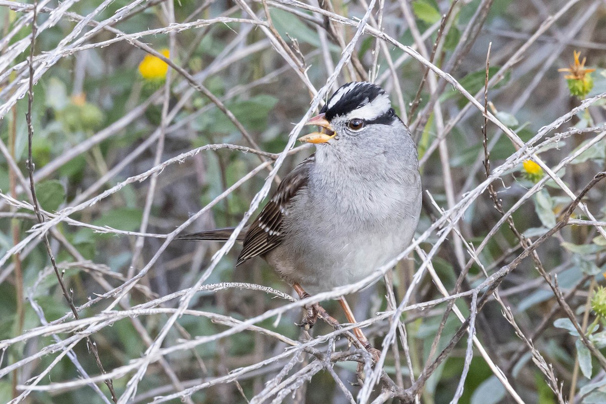 White-crowned Sparrow (Gambel's) - ML503145921