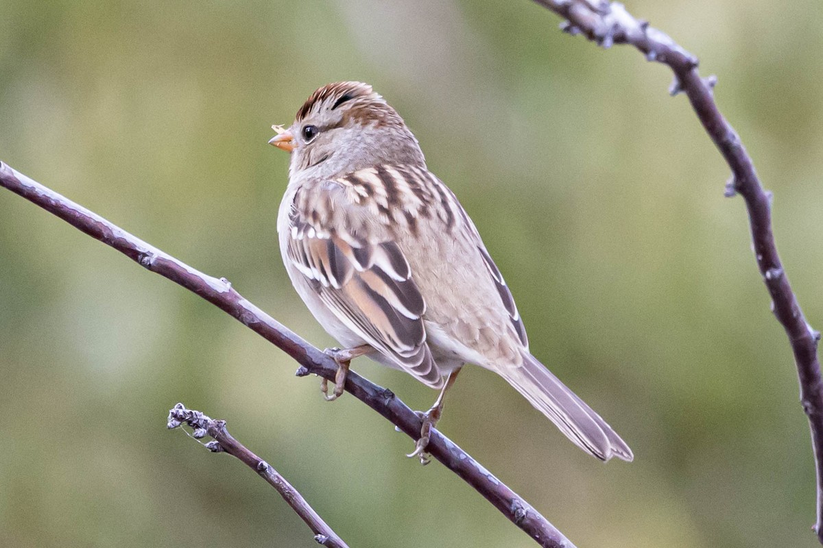 White-crowned Sparrow (Gambel's) - ML503145931