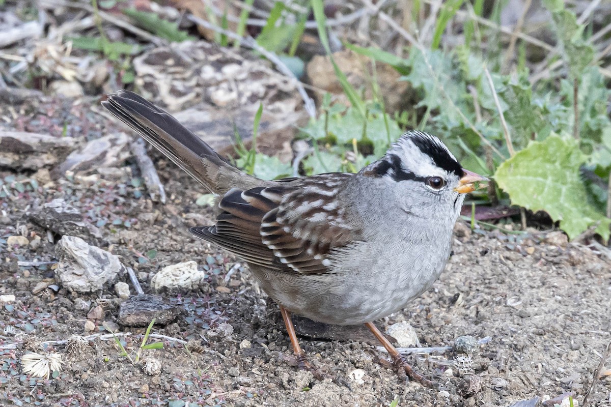 White-crowned Sparrow (Gambel's) - ML503145941