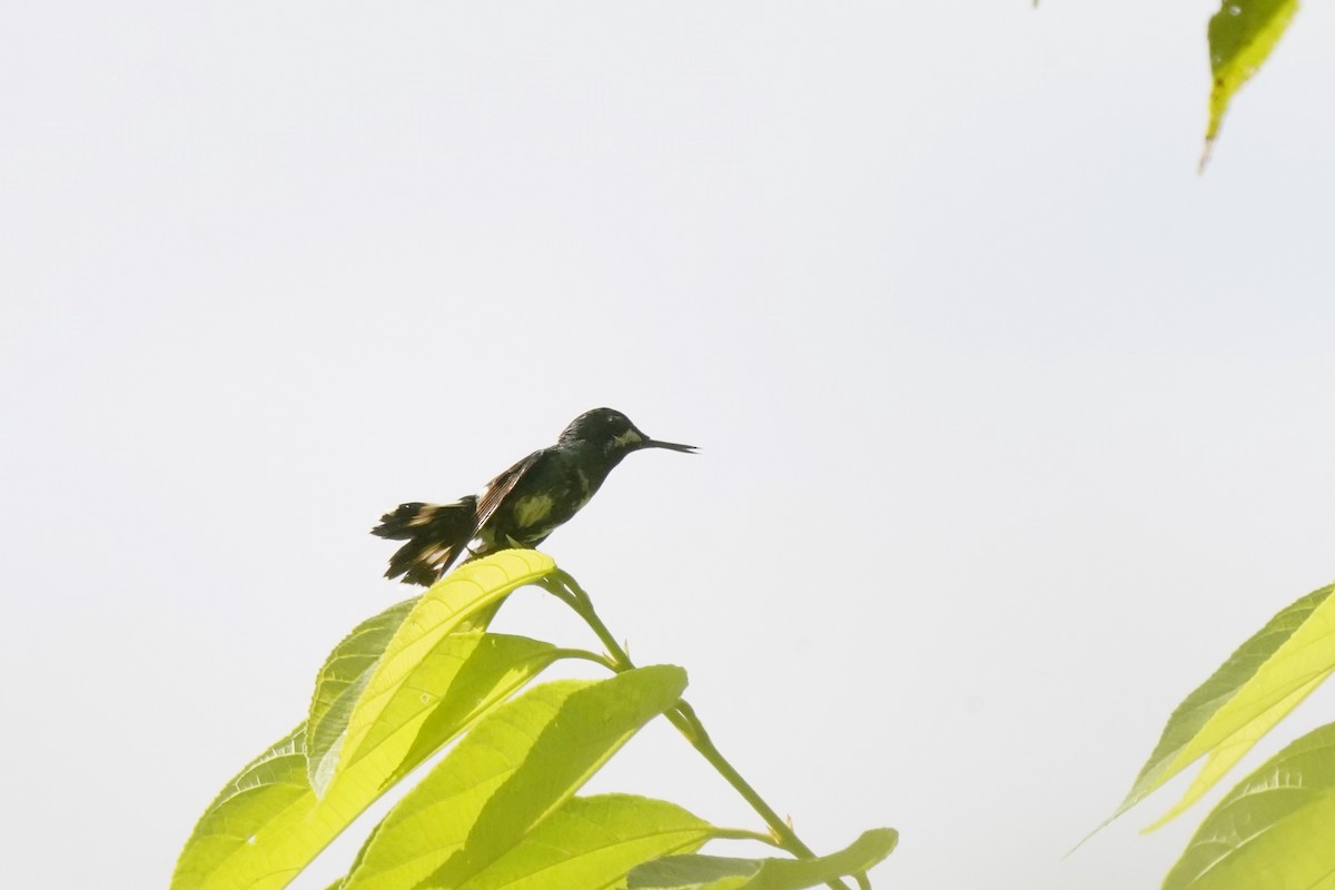 Green Thorntail - Luis Carlos García Mejía