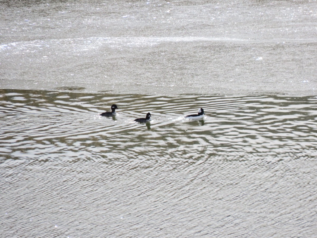 Bufflehead - ML503147261