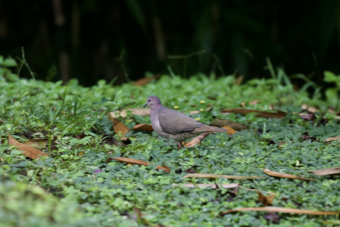 White-tipped Dove - ML503150911