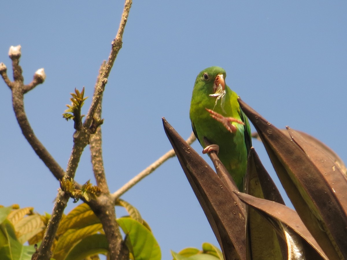 Orange-chinned Parakeet - ML503153361