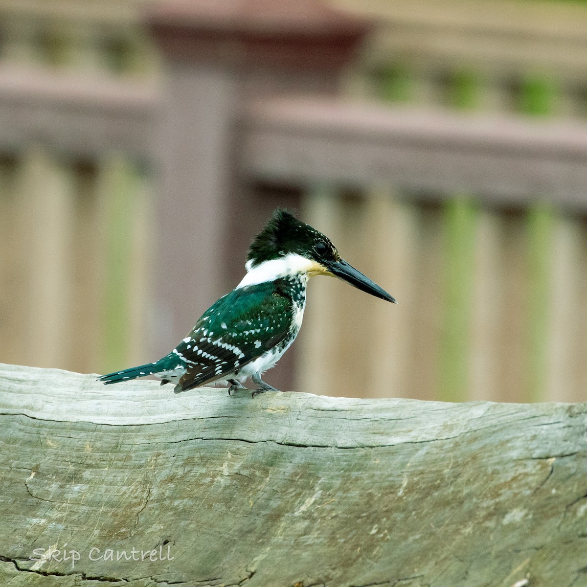 Green Kingfisher - Skip Cantrell