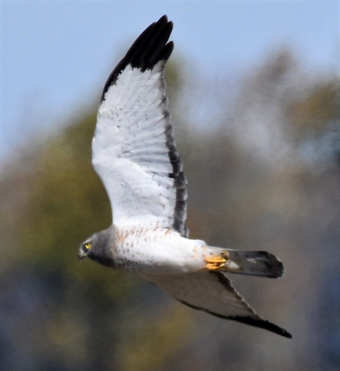 Northern Harrier - Jason C. Martin