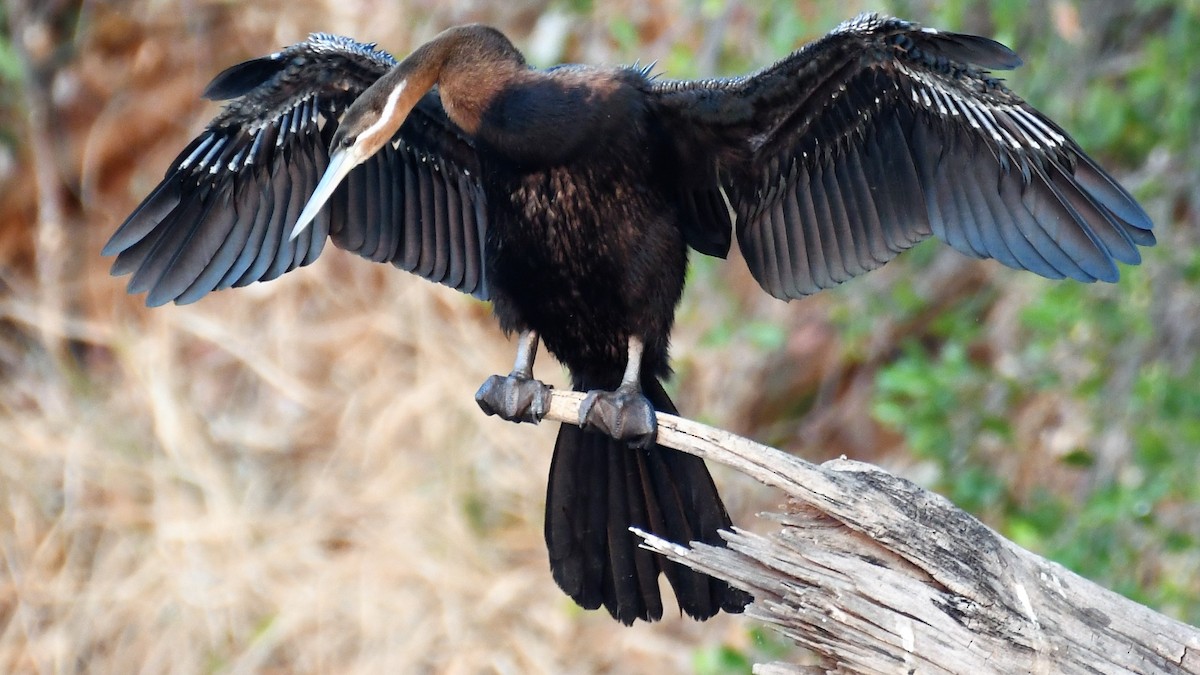 African Darter - Liz Harper