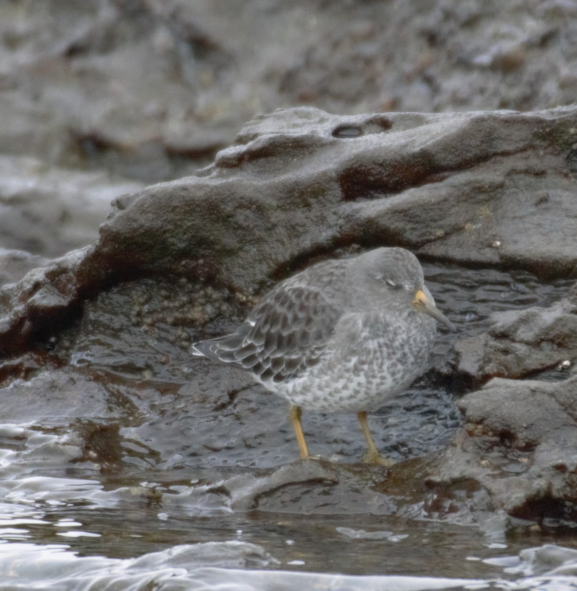 Rock Sandpiper - Nathan Haigh