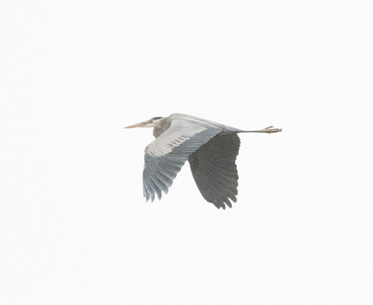 Great Blue Heron - ML503161791