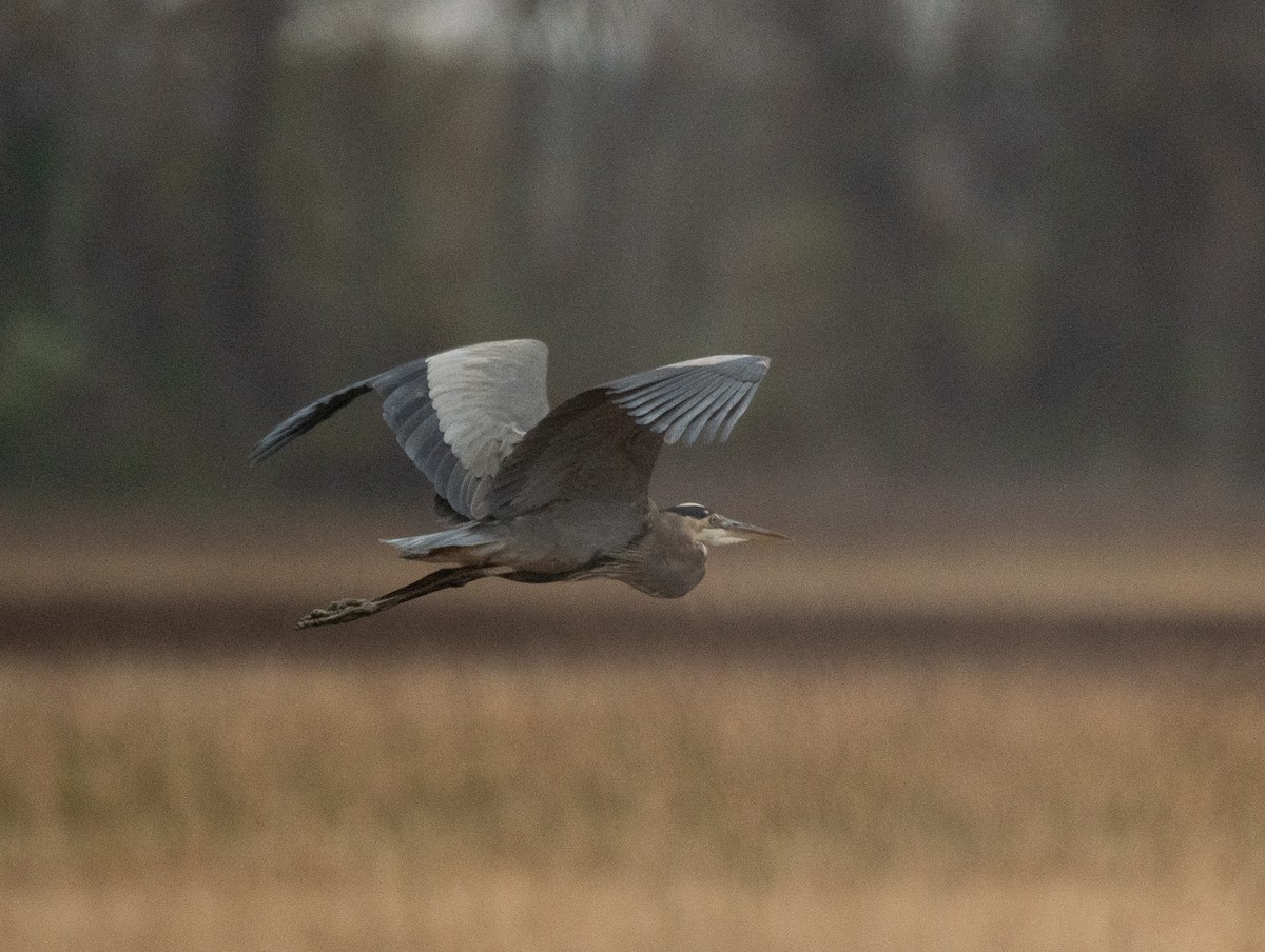 Great Blue Heron - Gary Warner