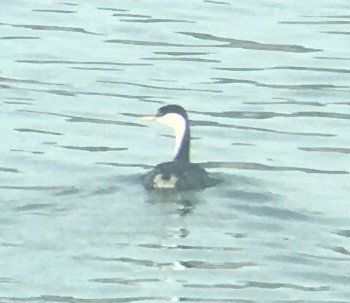 Western Grebe - ML503162621