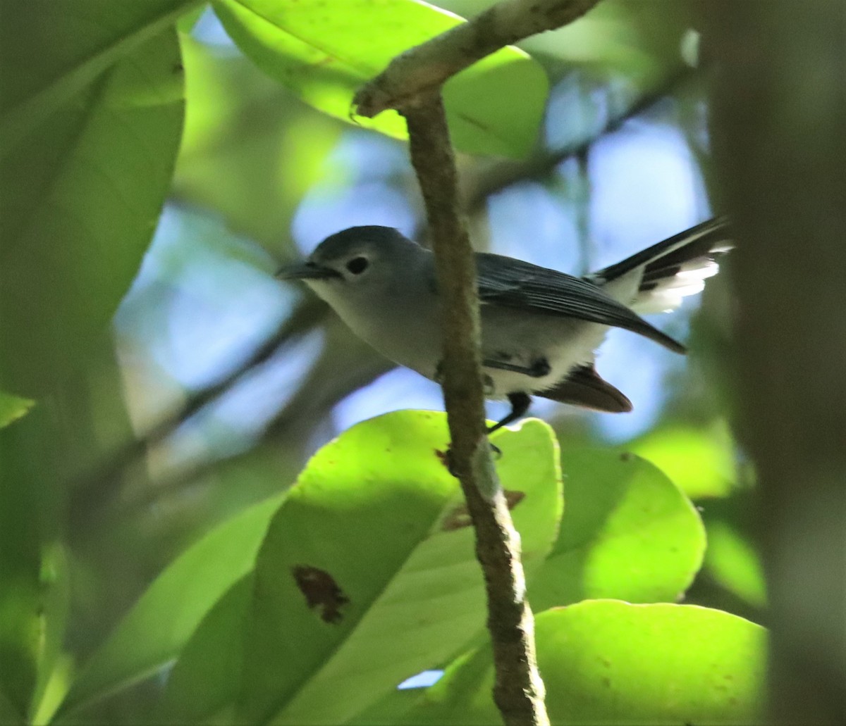 Slaty Monarch - Steve James