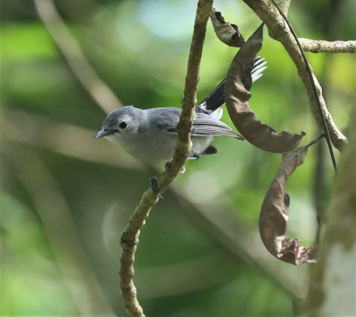 Slaty Monarch - Steve James